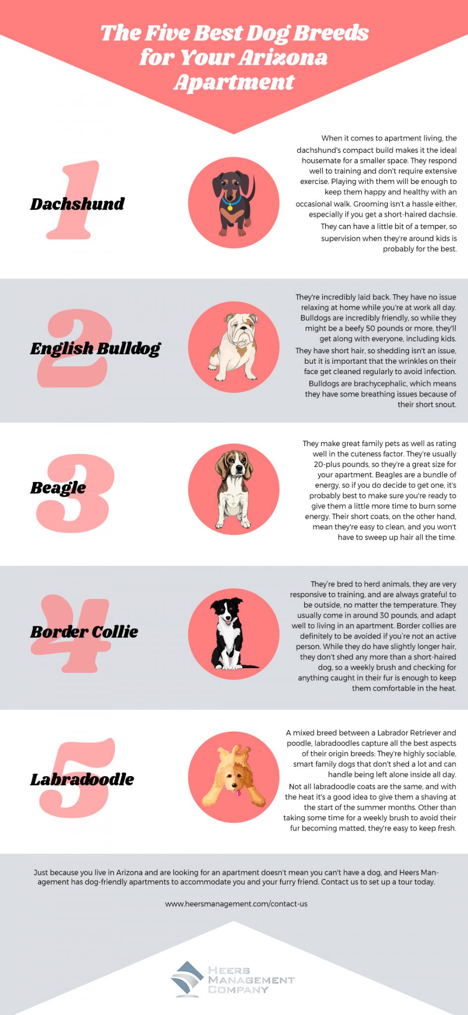 The Five Best Dog Breeds for Your Arizona Apartment