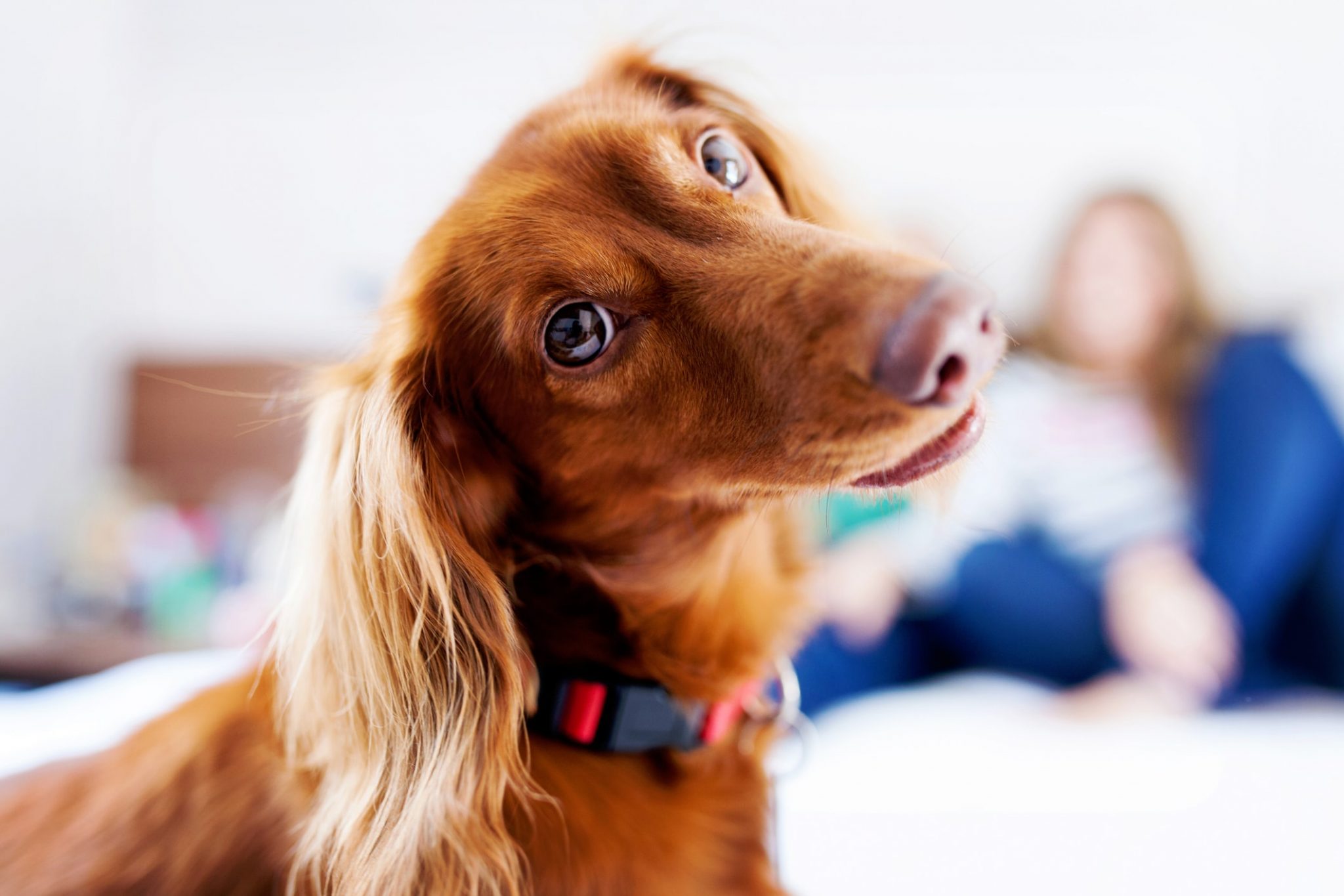 5-best-dog-breeds-for-your-arizona-apartment–heers (1)
