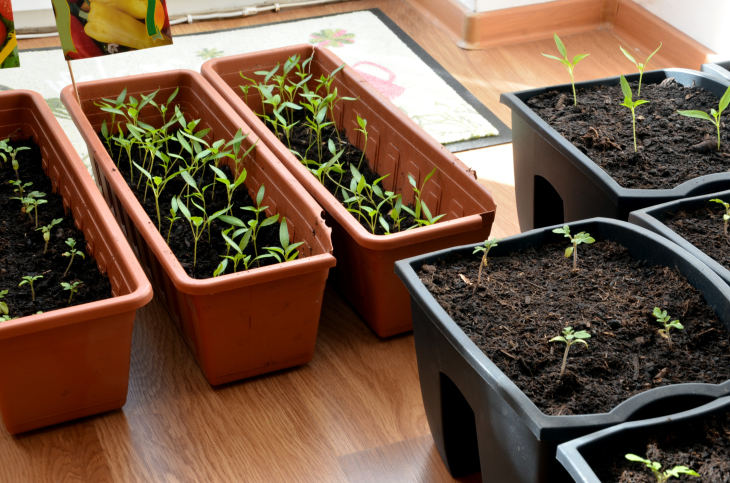 apartment-garden