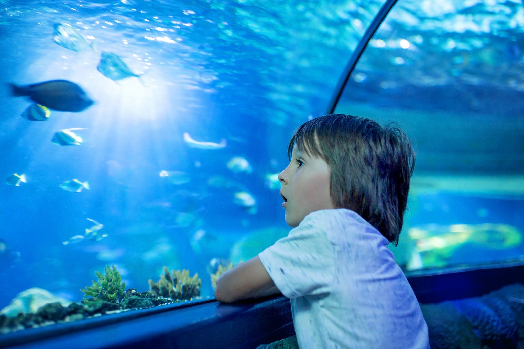 aquarium activities